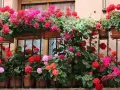 Balkon pełen kwitnących pelargonii w odcieniach różu i czerwieni. Idealne kwiaty sadzić na balkonie, by stworzyć kolorowy ogród.