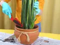 Ręce w niebieskich rękawiczkach dodają ziemi do doniczki z sansewierią, pokazując, czym nawozić sansewierie.