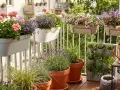Balkon pełen kwitnących pelargonii, petunii i lawendy. Idealne jakie kwiaty na balkon w lipcu, by cieszyć się kolorami.