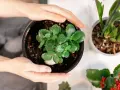 Delikatne dłonie obejmują doniczkę z młodym kalanchoe. Woda na liściach sugeruje, że to dobry moment, by dowiedzieć się, jak dbać o tę roślinę.