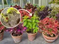 Koleus w doniczce, od sadzonek do pięknych roślin. Różnobarwne liście ozdabiają wnętrze.