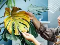 Kobieta ogląda żółknący liść monstery, zastanawiając się, czy nawóz z banana pomoże jej roślinie.