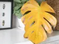 Monstera z żółtymi liśćmi, które wyglądają jak wysuszone. Obok ramka z owadami i pleciony kosz.