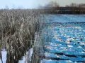 Pole kukurydzy w zimowej szacie, z widokiem na zaśnieżone pole. Jakby natura pokazała nam swój spektakularny, mroźny pokaz, niczym lampranthus spectabilis.