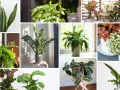 Kolaż zdjęć z różnymi gatunkami roślin domowych: sansewieria, paproć, zamiokulkas, skrzydłokwiat, aglaonema, fittonia, kalatea. Każda roślina na c.