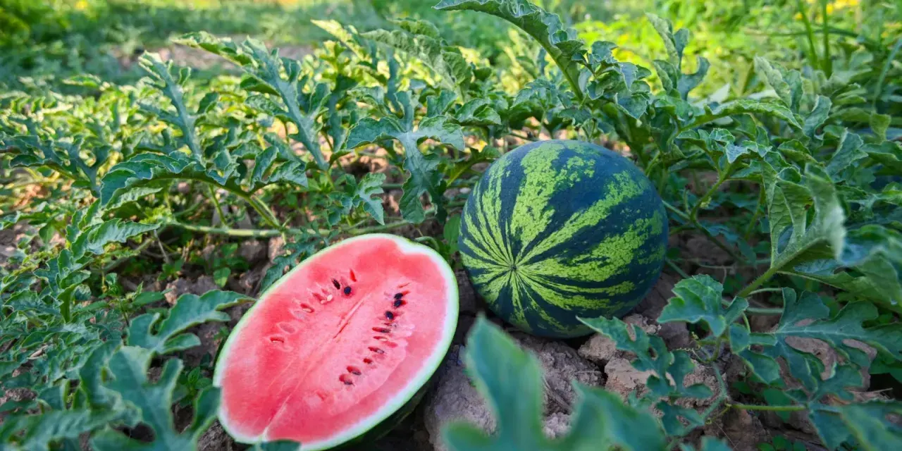 Na polu, wśród zielonych liści, leżą dwa arbuzy. Jeden cały, w paski, drugi przekrojony na pół, ukazujący soczysty, czerwony miąższ z pestkami. Tak właśnie rosną arbuzy.