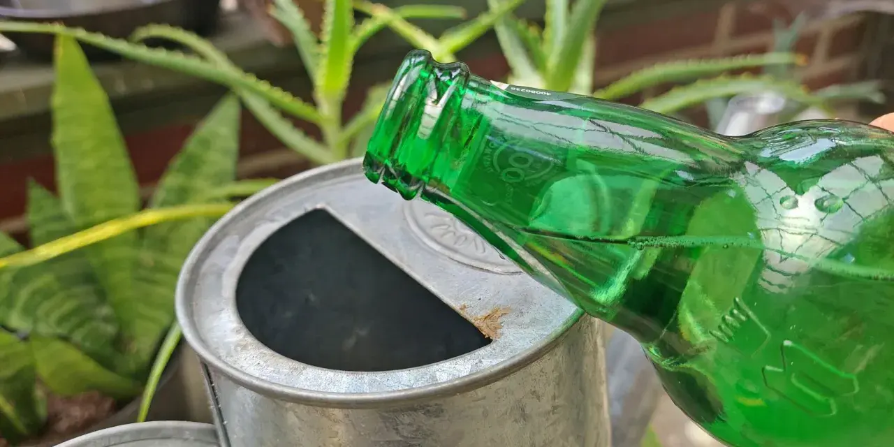 Zielona butelka z płynem przechylona nad metalową konewką. Może to być nietypowy sposób na podlanie kwiatów, czyli piwo do kwiatów.