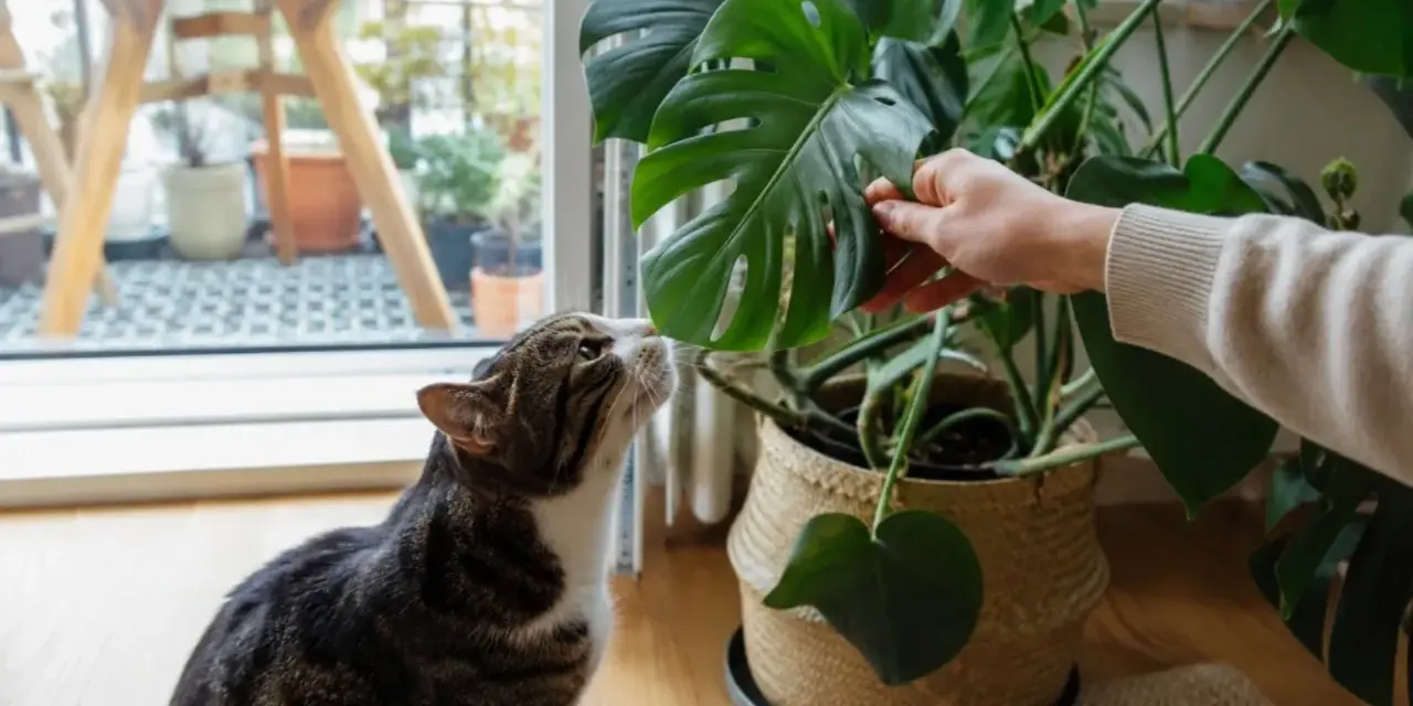 Kot wącha liść monstery, zastanawiając się, czy monstera czy jest trująca.