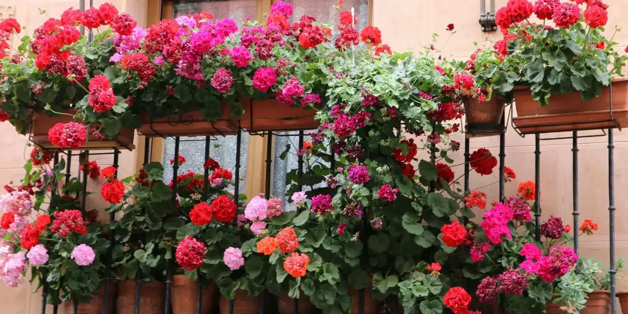 Balkon pełen kwitnących pelargonii w odcieniach różu i czerwieni. Idealne kwiaty sadzić na balkonie, by stworzyć kolorowy ogród.