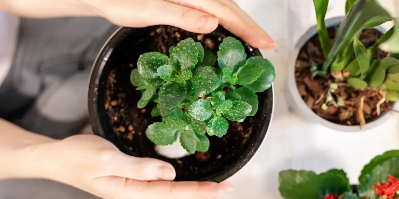 Delikatne dłonie obejmują doniczkę z młodym kalanchoe. Woda na liściach sugeruje, że to dobry moment, by dowiedzieć się, jak dbać o tę roślinę.