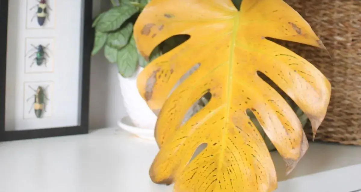 Monstera z żółtymi liśćmi, które wyglądają jak wysuszone. Obok ramka z owadami i pleciony kosz.