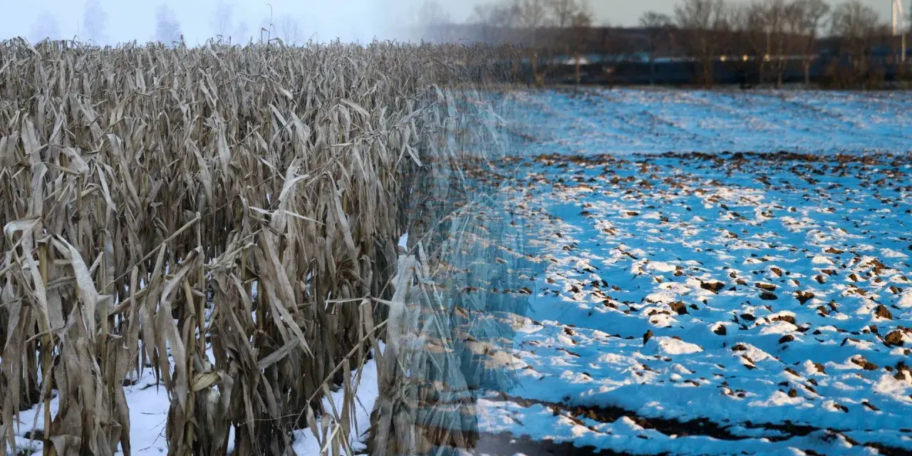 Pole kukurydzy w zimowej szacie, z widokiem na zaśnieżone pole. Jakby natura pokazała nam swój spektakularny, mroźny pokaz, niczym lampranthus spectabilis.