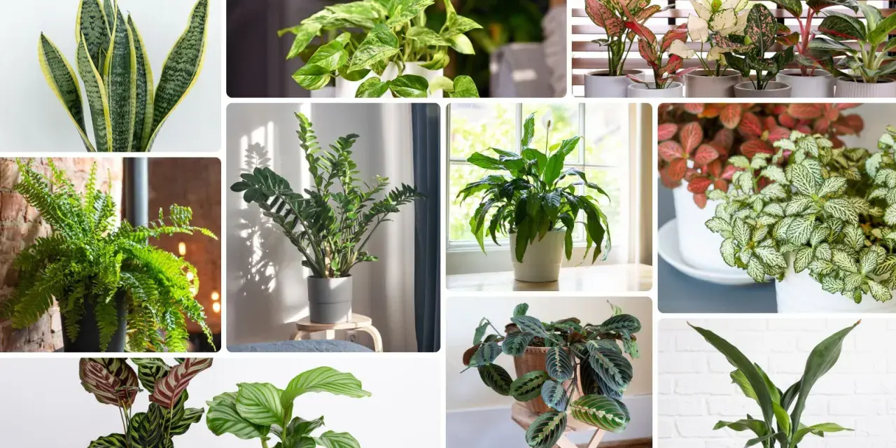 Kolaż zdjęć z różnymi gatunkami roślin domowych: sansewieria, paproć, zamiokulkas, skrzydłokwiat, aglaonema, fittonia, kalatea. Każda roślina na c.