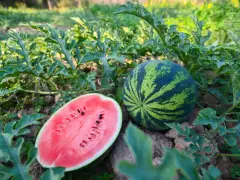 Na polu, wśród zielonych liści, leżą dwa arbuzy. Jeden cały, w paski, drugi przekrojony na pół, ukazujący soczysty, czerwony miąższ z pestkami. Tak właśnie rosną arbuzy.