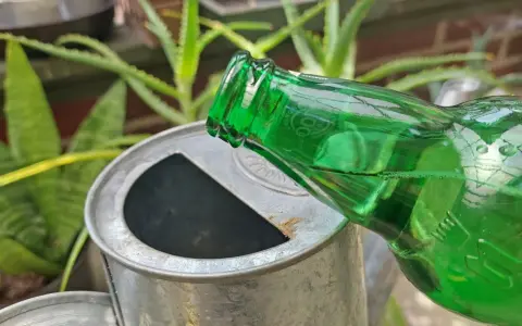 Zielona butelka z płynem przechylona nad metalową konewką. Może to być nietypowy sposób na podlanie kwiatów, czyli piwo do kwiatów.