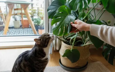 Kot wącha liść monstery, zastanawiając się, czy monstera czy jest trująca.