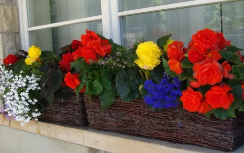 Kolorowe kwiaty na północny balkon: czerwone, żółte i niebieskie begonie oraz białe lobelie w wiklinowych skrzynkach.