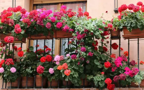 Balkon pełen kwitnących pelargonii w odcieniach różu i czerwieni. Idealne kwiaty sadzić na balkonie, by stworzyć kolorowy ogród.