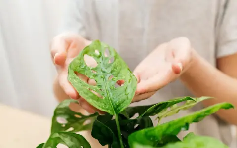 Dłonie delikatnie podtrzymują mokry liść monstery. Czy to dlatego monstera płacze, bo jest tak piękna?