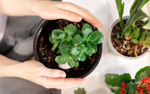 Delikatne dłonie obejmują doniczkę z młodym kalanchoe. Woda na liściach sugeruje, że to dobry moment, by dowiedzieć się, jak dbać o tę roślinę.