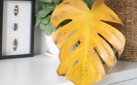 Monstera z żółtymi liśćmi, które wyglądają jak wysuszone. Obok ramka z owadami i pleciony kosz.