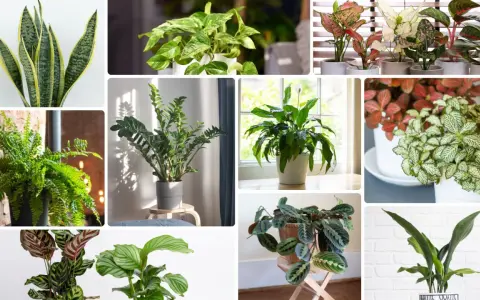 Kolaż zdjęć z różnymi gatunkami roślin domowych: sansewieria, paproć, zamiokulkas, skrzydłokwiat, aglaonema, fittonia, kalatea. Każda roślina na c.