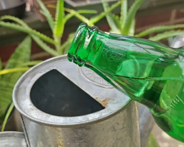 Zielona butelka z płynem przechylona nad metalową konewką. Może to być nietypowy sposób na podlanie kwiatów, czyli piwo do kwiatów.