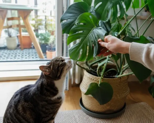 Kot wącha liść monstery, zastanawiając się, czy monstera czy jest trująca.