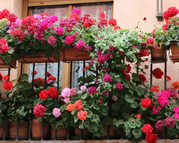 Balkon pełen kwitnących pelargonii w odcieniach różu i czerwieni. Idealne kwiaty sadzić na balkonie, by stworzyć kolorowy ogród.