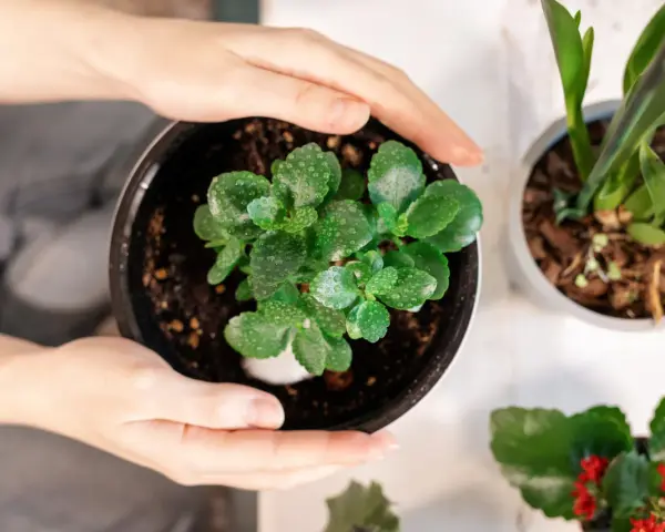 Delikatne dłonie obejmują doniczkę z młodym kalanchoe. Woda na liściach sugeruje, że to dobry moment, by dowiedzieć się, jak dbać o tę roślinę.