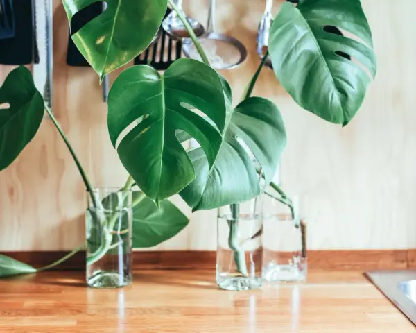 Monstera dziurawa jak dbać: liście w szklanych wazonach z wodą na drewnianym blacie, w tle kuchenne akcesoria.