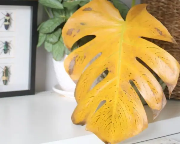 Monstera z żółtymi liśćmi, które wyglądają jak wysuszone. Obok ramka z owadami i pleciony kosz.