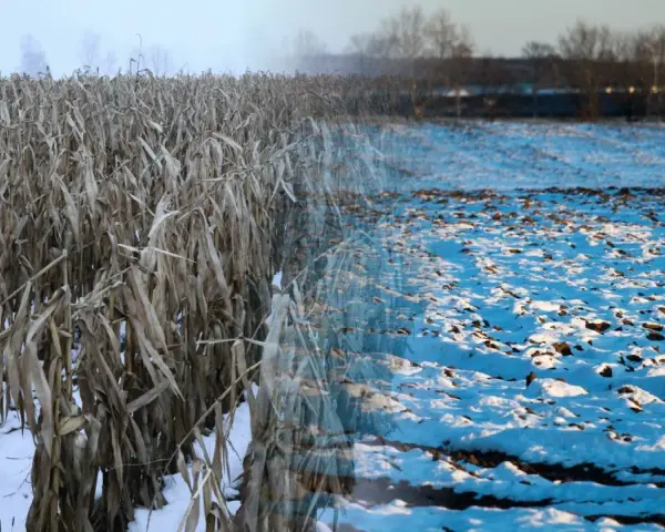 Pole kukurydzy w zimowej szacie, z widokiem na zaśnieżone pole. Jakby natura pokazała nam swój spektakularny, mroźny pokaz, niczym lampranthus spectabilis.