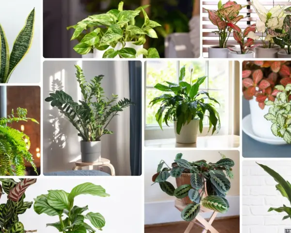 Kolaż zdjęć z różnymi gatunkami roślin domowych: sansewieria, paproć, zamiokulkas, skrzydłokwiat, aglaonema, fittonia, kalatea. Każda roślina na c.