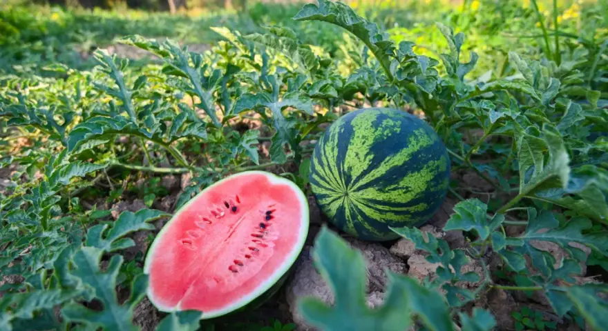 Na polu, wśród zielonych liści, leżą dwa arbuzy. Jeden cały, w paski, drugi przekrojony na pół, ukazujący soczysty, czerwony miąższ z pestkami. Tak właśnie rosną arbuzy.