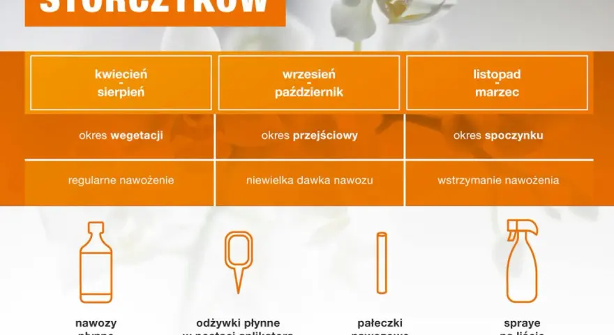 Jakie są najlepsze sposoby, czym podlewać storczyki, aby kwitły? Poradnik obejmuje nawozy płynne, odżywki w aplikatorach, pałeczki nawozowe i spraye.