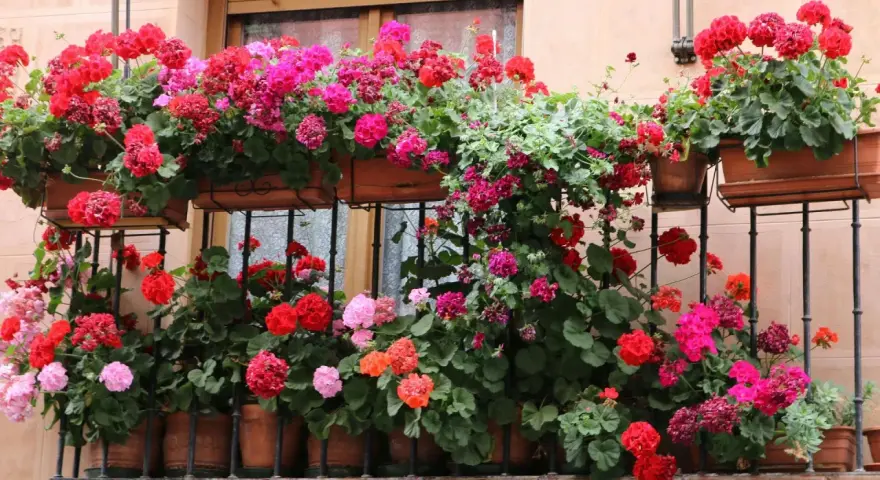 Balkon pełen kwitnących pelargonii w odcieniach różu i czerwieni. Idealne kwiaty sadzić na balkonie, by stworzyć kolorowy ogród.