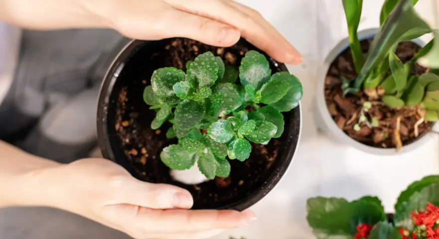 Delikatne dłonie obejmują doniczkę z młodym kalanchoe. Woda na liściach sugeruje, że to dobry moment, by dowiedzieć się, jak dbać o tę roślinę.