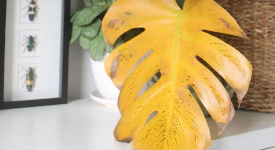 Monstera z żółtymi liśćmi, które wyglądają jak wysuszone. Obok ramka z owadami i pleciony kosz.