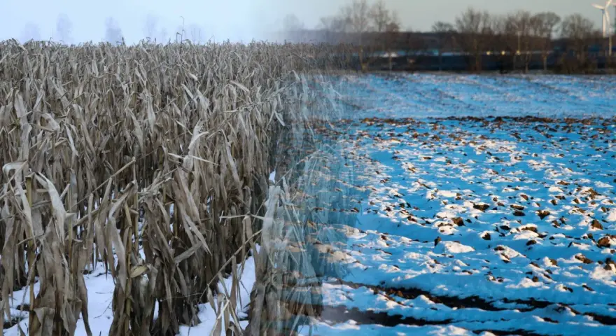 Pole kukurydzy w zimowej szacie, z widokiem na zaśnieżone pole. Jakby natura pokazała nam swój spektakularny, mroźny pokaz, niczym lampranthus spectabilis.