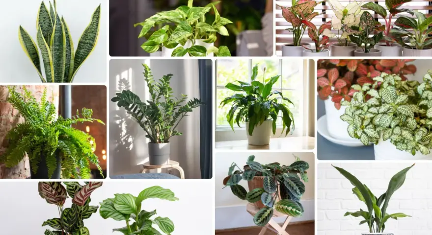 Kolaż zdjęć z różnymi gatunkami roślin domowych: sansewieria, paproć, zamiokulkas, skrzydłokwiat, aglaonema, fittonia, kalatea. Każda roślina na c.