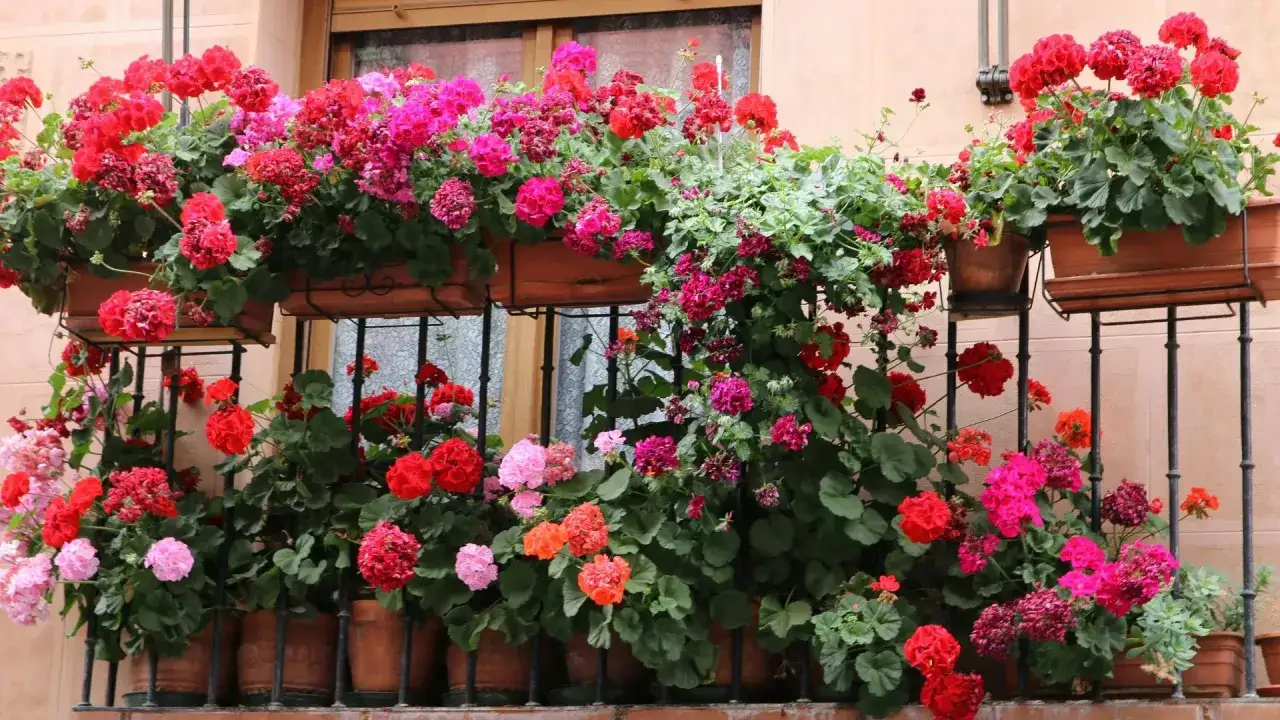 Balkon w lipcu kwitnie pelargoniami w odcieniach r&oacute;żu i czerwieni. Idealne kwiaty na balkon, kt&oacute;re zachwycają intensywnością barw.