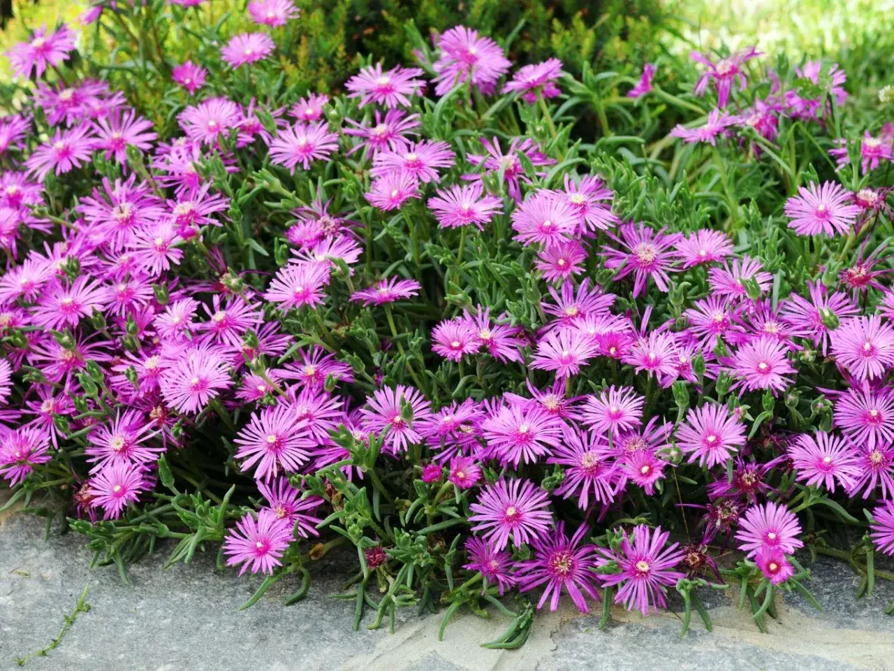 Mnóstwo fioletowych kwiatów Lampranthus spectabilis tworzy barwny dywan na kamiennym podłożu.