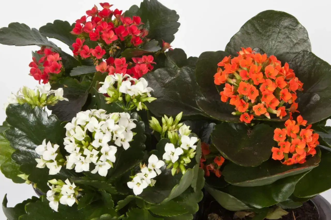 Kalanchoe jak dbać? Rośliny z czerwonymi, białymi i pomarańczowymi kwiatami, z grubymi, ciemnozielonymi liśćmi.