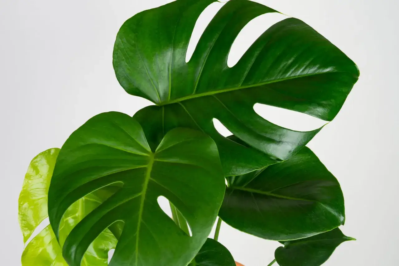 Zielona monstera dziurawa, jak dbać o nią, by rosła bujnie. Jej liście z charakterystycznymi otworami zachwycają.