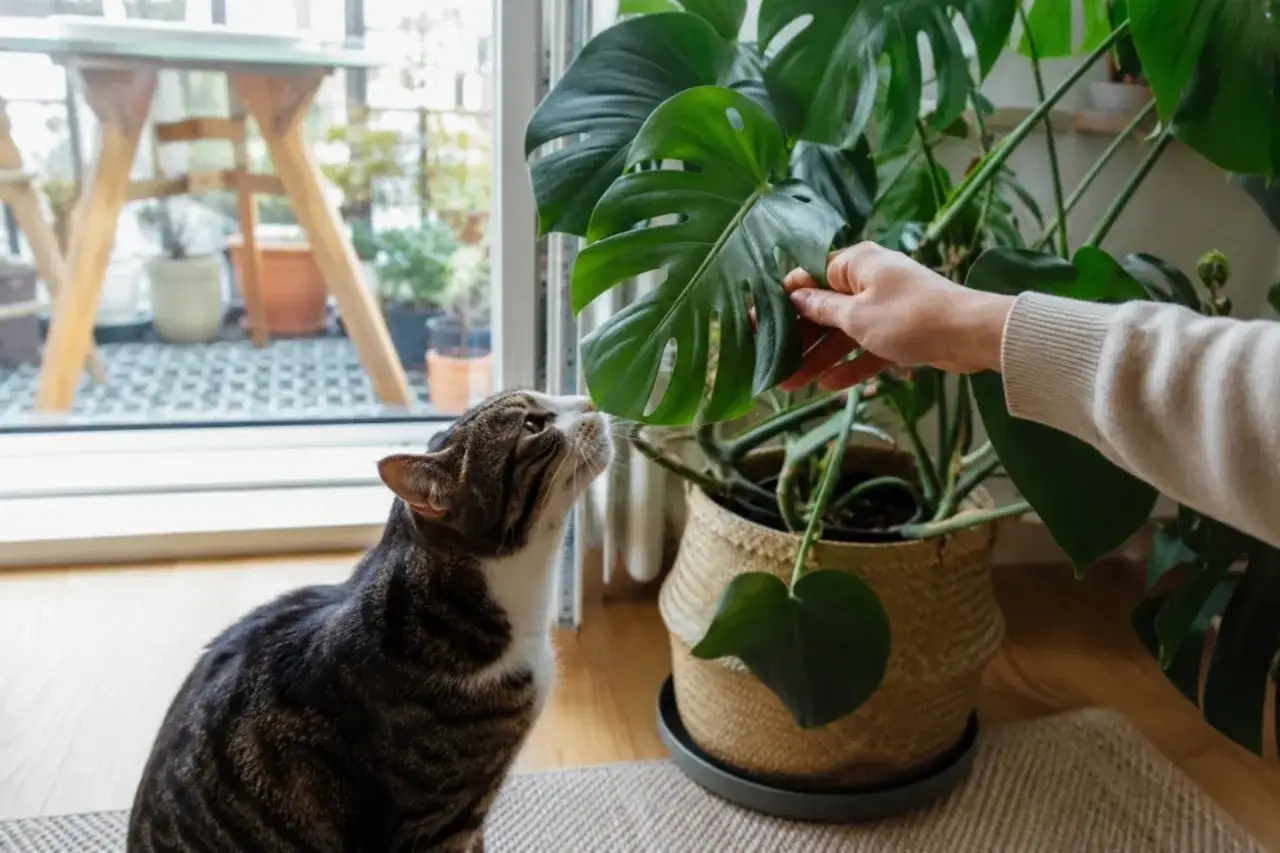 Kot wącha liść monstery, zastanawiając się, czy monstera czy jest trująca.