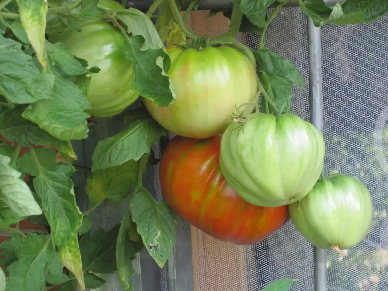 Zielone i pomarańczowe pomidory dojrzewają na krzaku. Widać liście i siatkę ochronną.